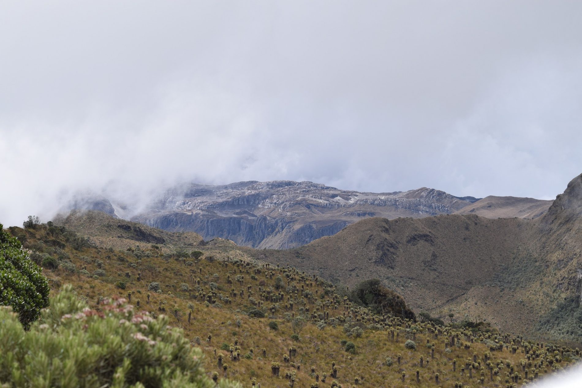 pereira